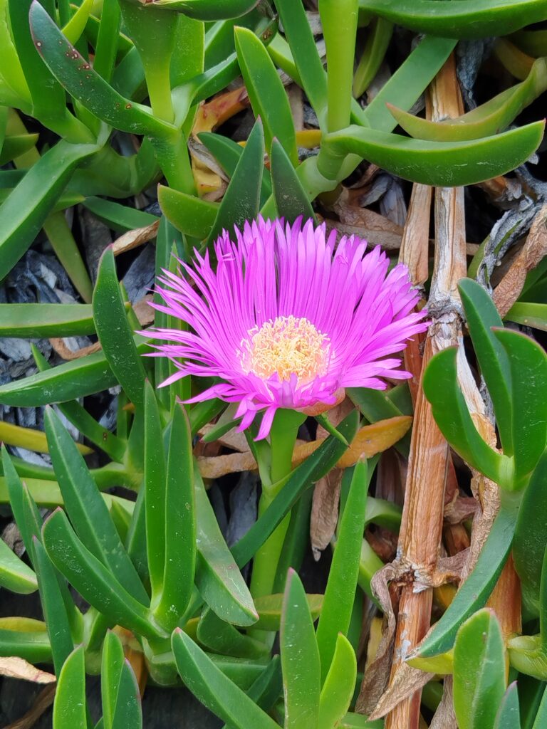 fleur